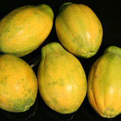 Papája